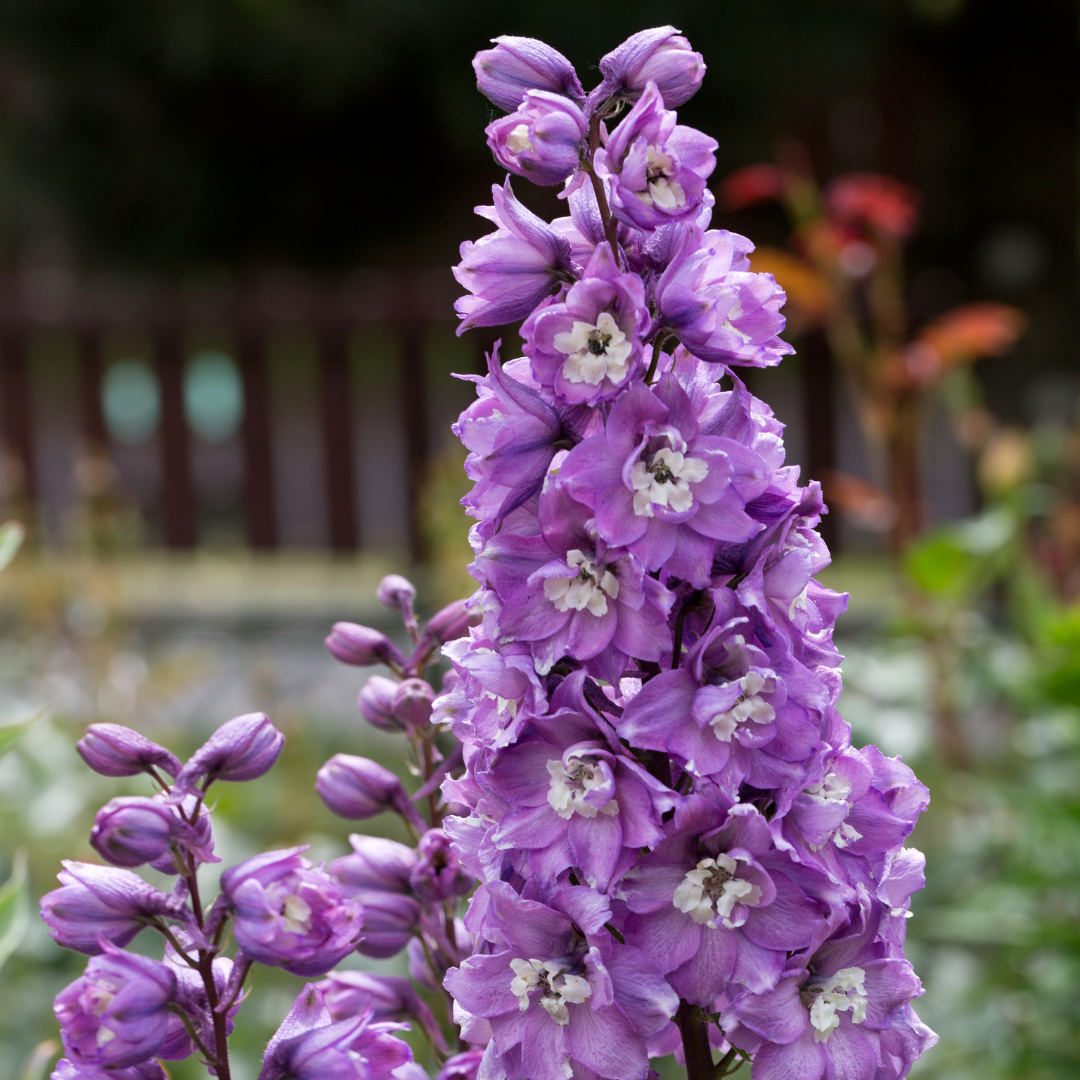 Delphinium Magic Fountains Lavender