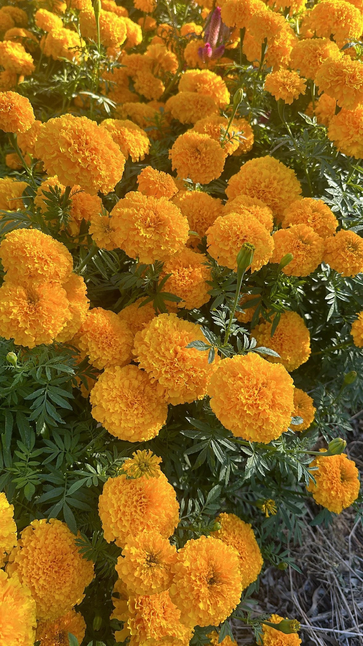 Marigold Coco 'gold'