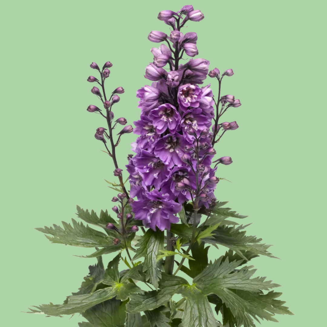 delphinium Delphina pink white bee plants