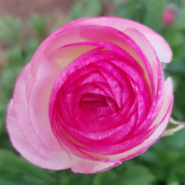 Ranunculus La Belle Pink Picotee
