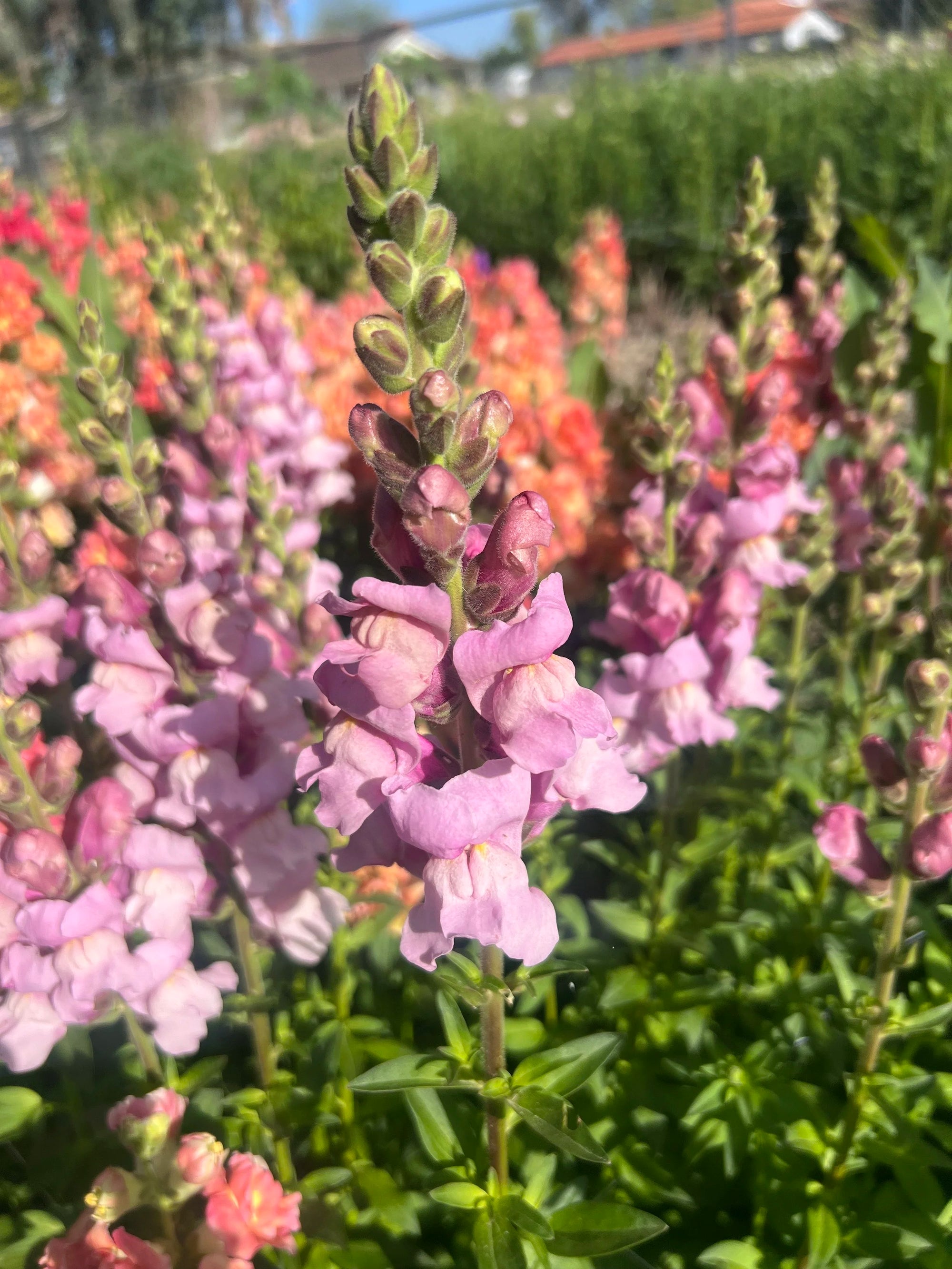 Snapdragon Potomac Lavender