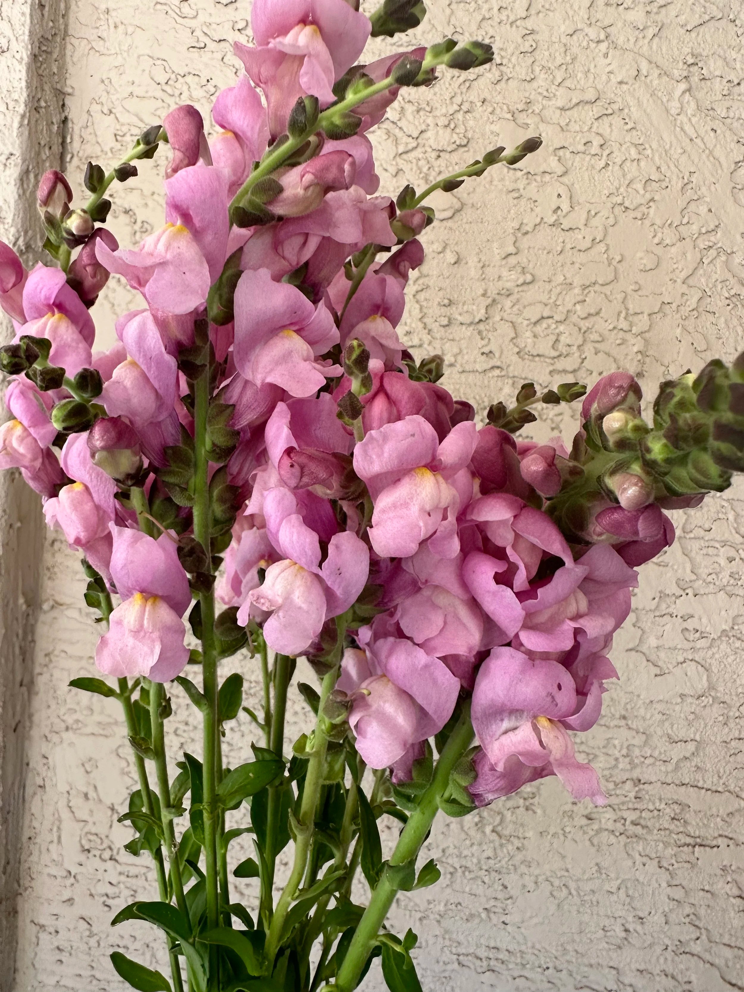 Snapdragon Potomac Lavender