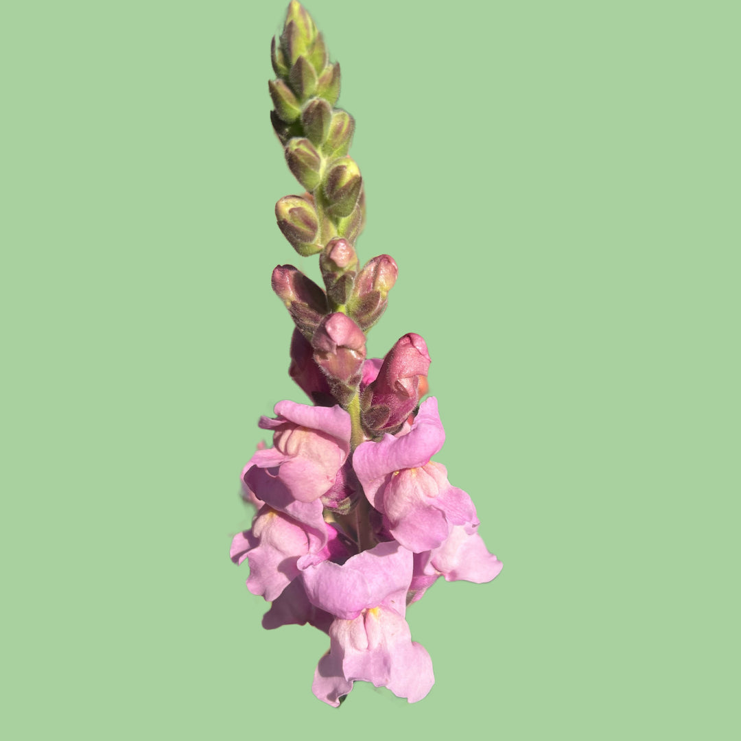 Snapdragon Potomac Lavender