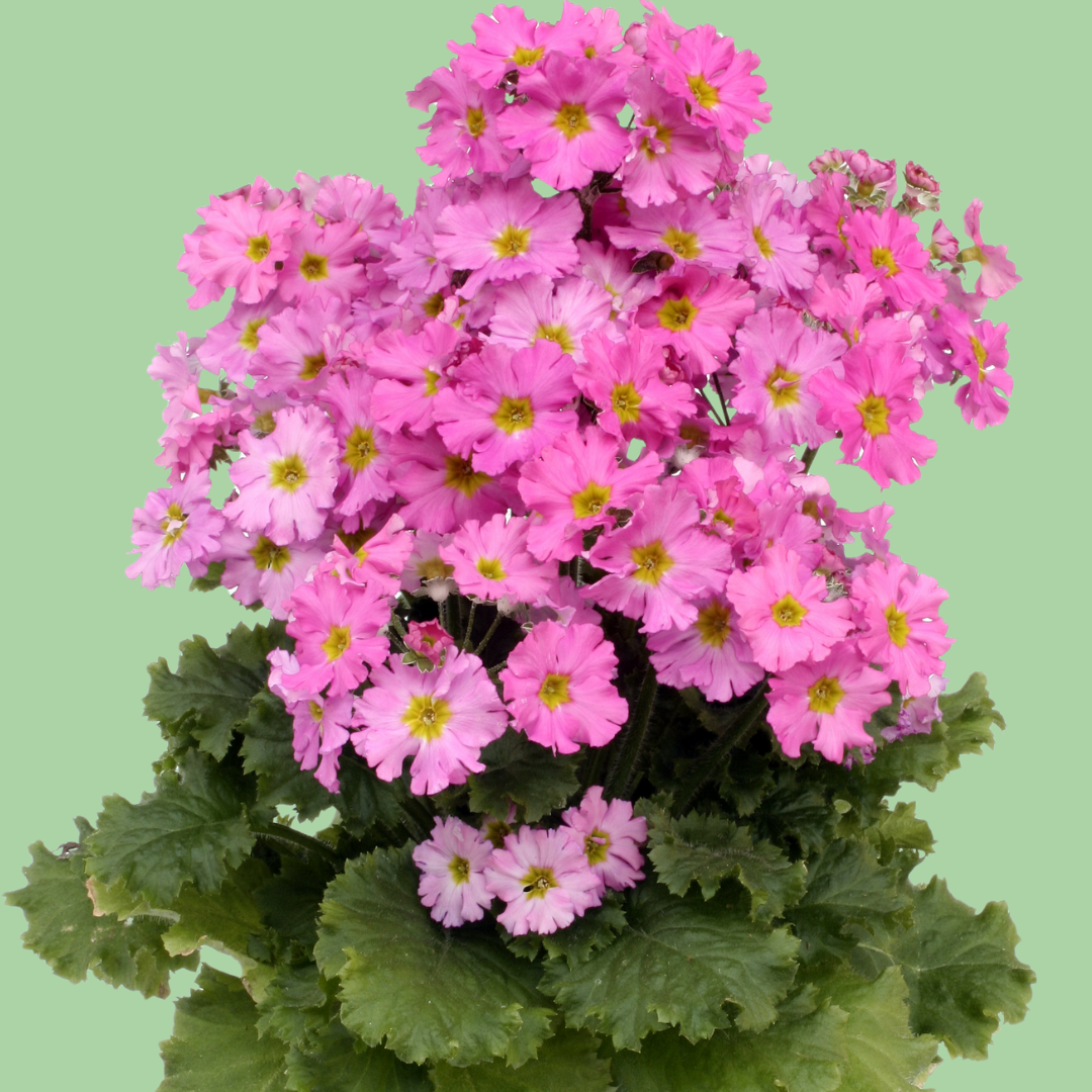 Primrose Malacoides Prima mix plugs