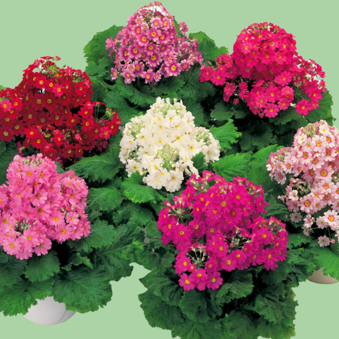 Primrose Malacoides Prima mix plugs