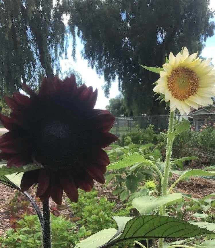 Sunflower procut white lite seeds