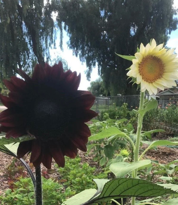 Sunflower procut white lite seeds