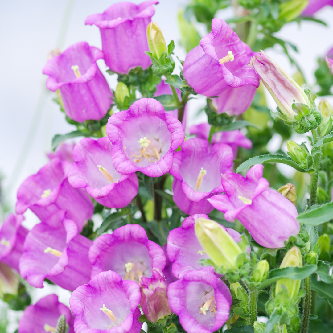 Campanula Campana Lilac