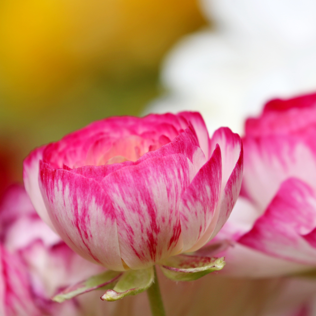 Ranunculus La Belle Pink Picotee