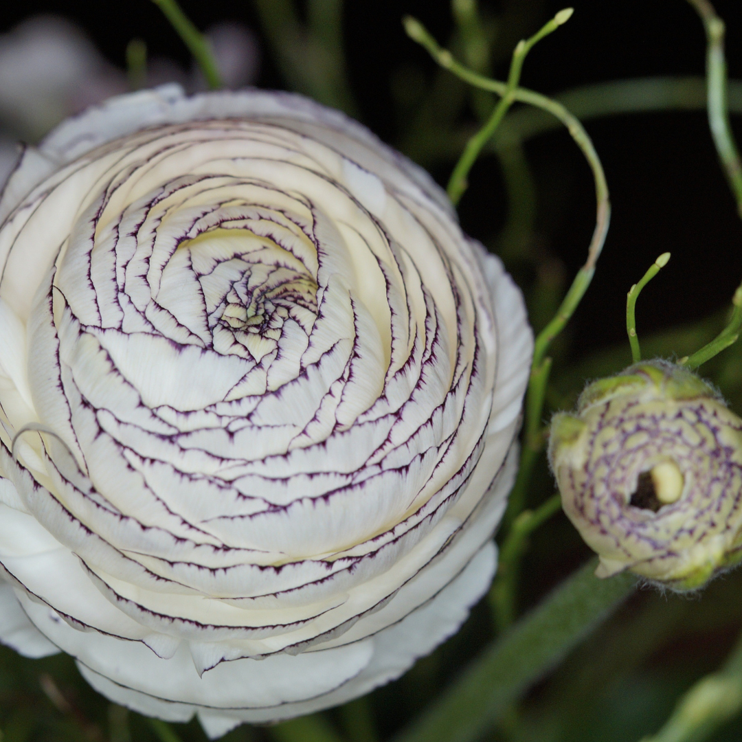 Ranunculus La Belle White Picotee