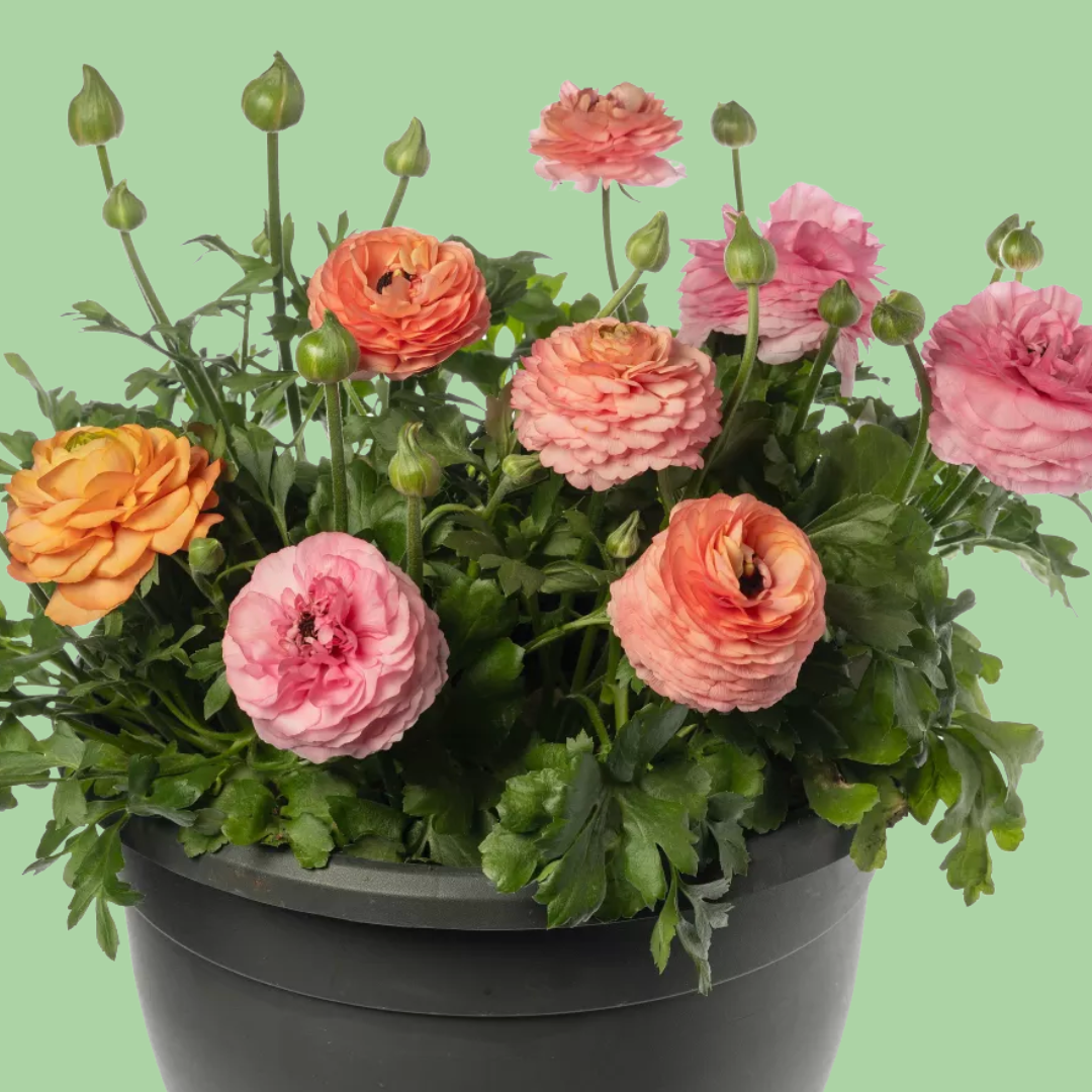 Ranunculus Magic Pink Peach mix