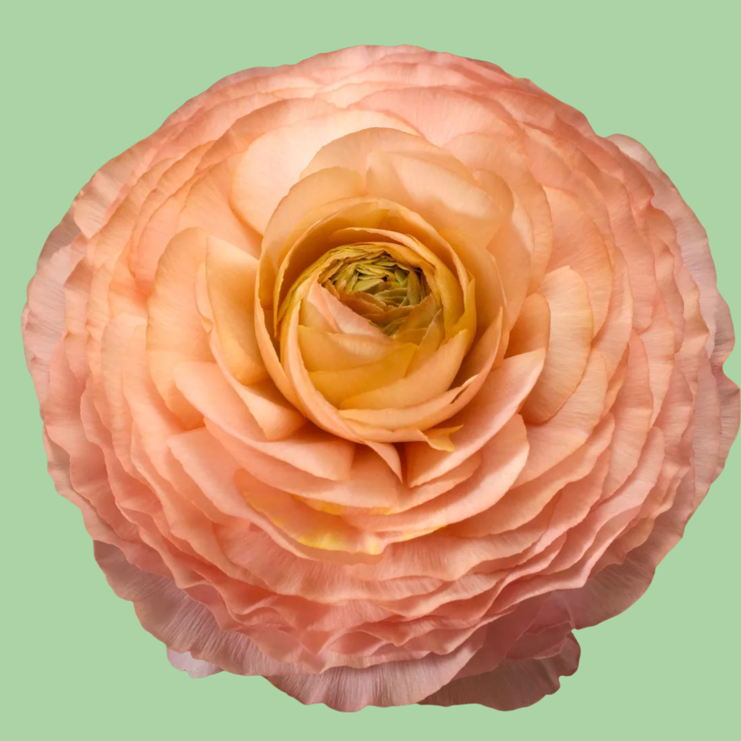 Ranunculus Magic Pink Peach mix