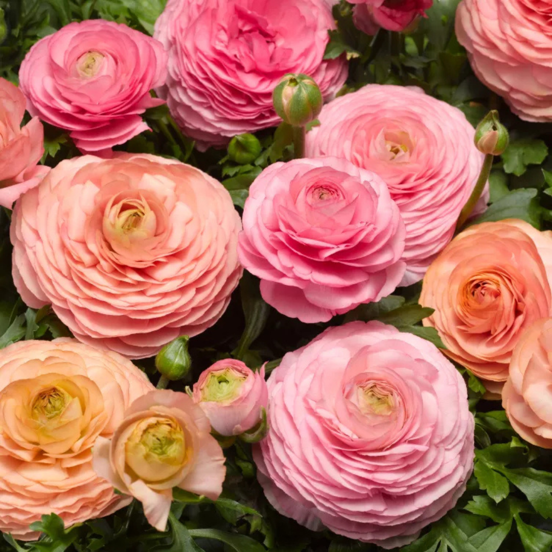 Ranunculus Magic Pink Peach mix