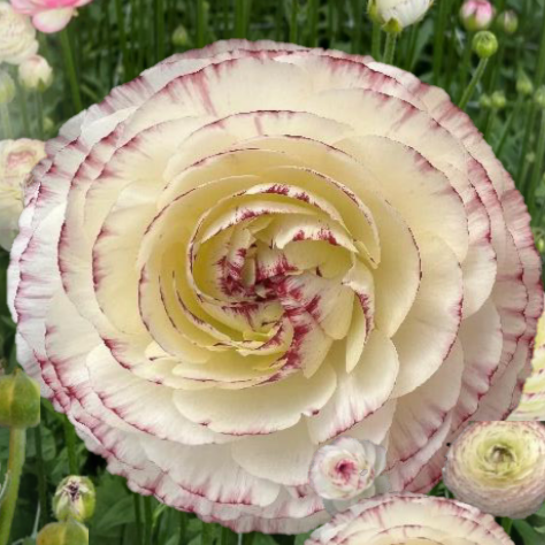 Ranunculus La Belle White Picotee