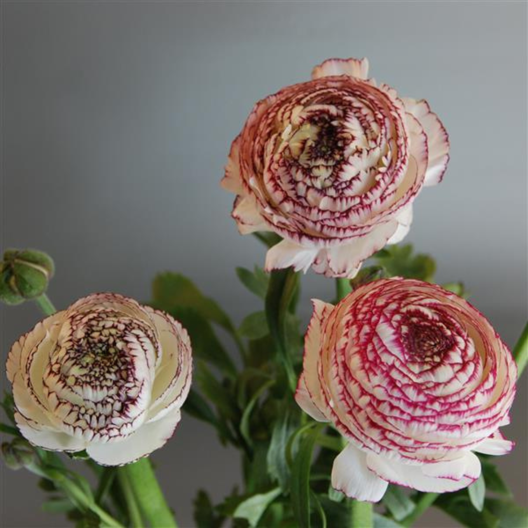 Ranunculus La Belle White Picotee