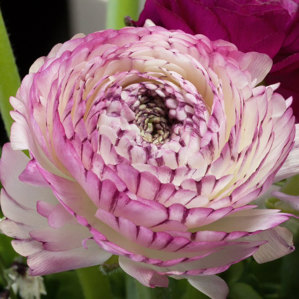 Ranunculus La Belle White Picotee