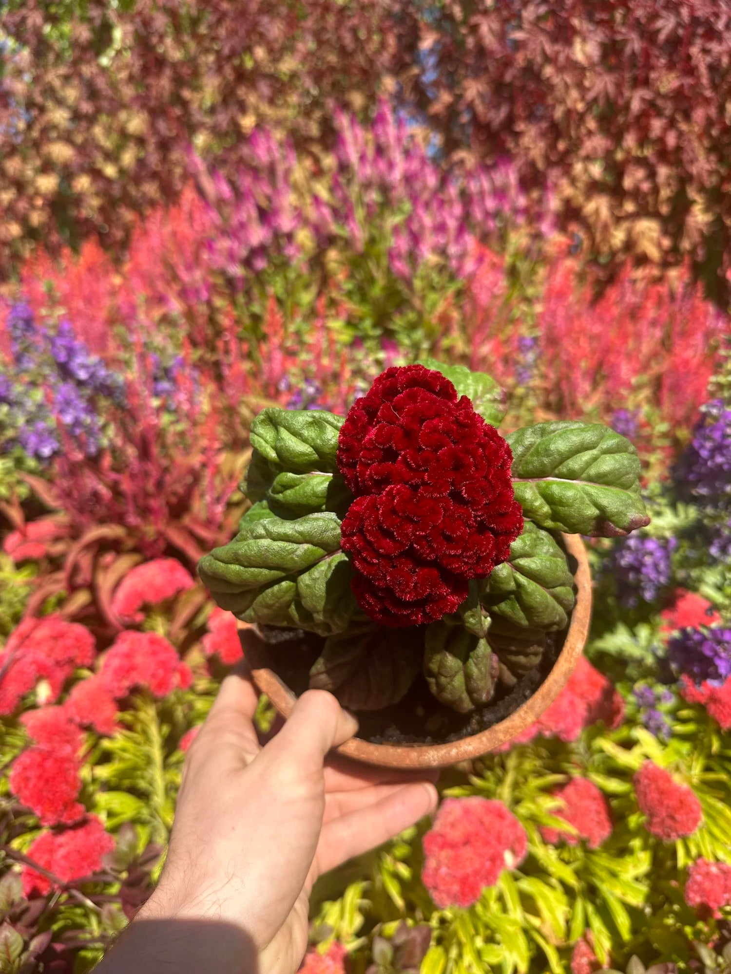Cockscomb celosia Brainiac Raven Red