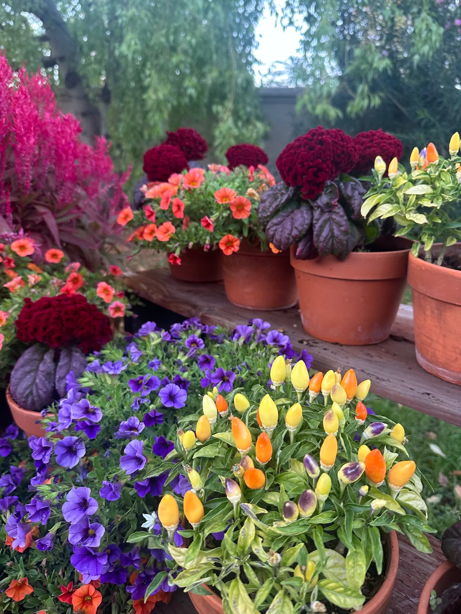 Cockscomb celosia Brainiac Raven Red