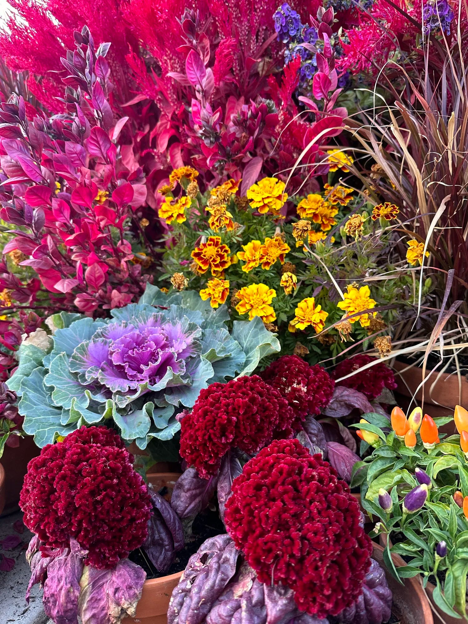 Cockscomb celosia Brainiac Raven Red