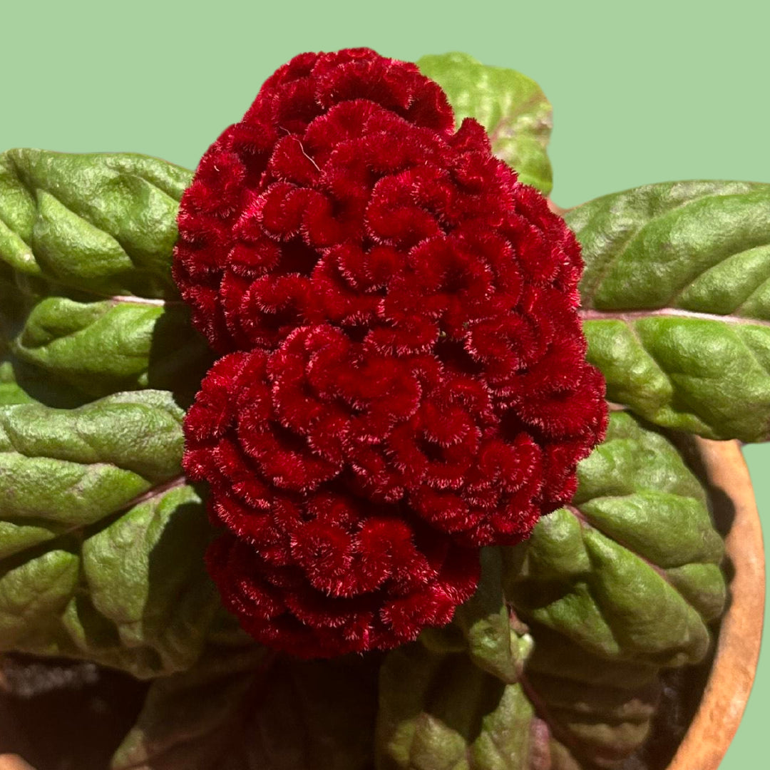 Cockscomb celosia Brainiac Raven Red