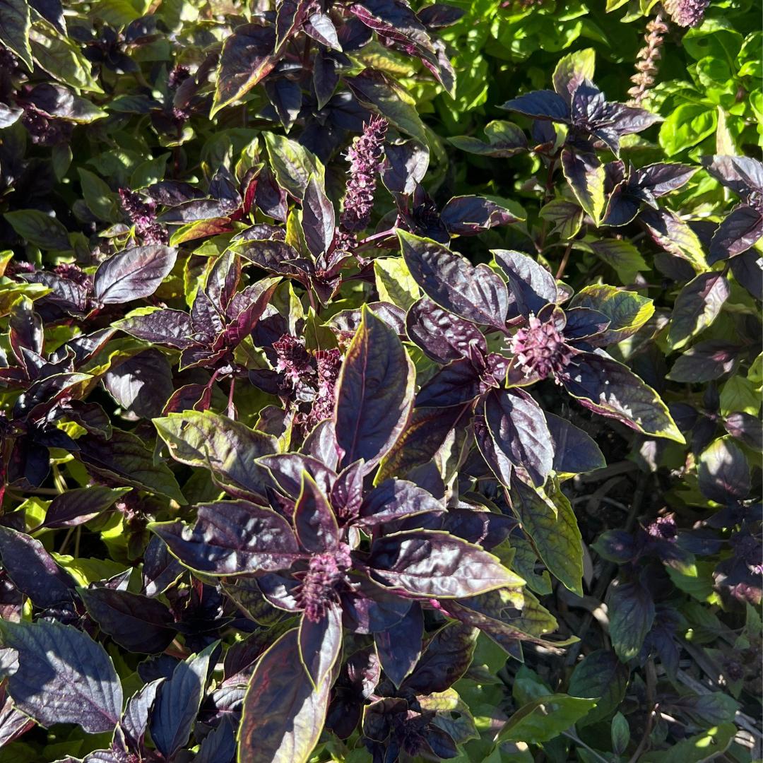 Basil Red Rubin seeds – John's Plant Adventures