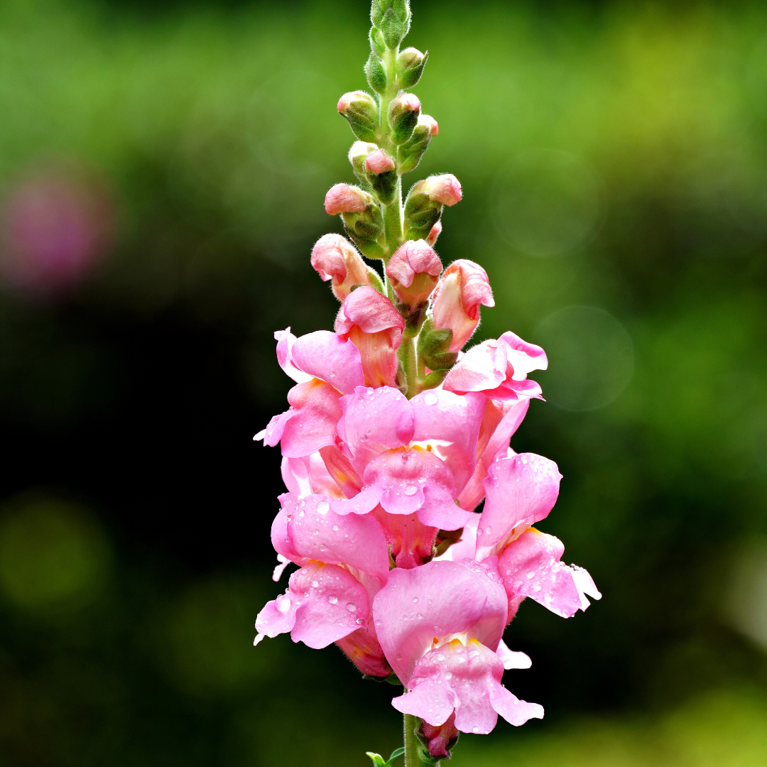 Snapdragon Rocket Pink