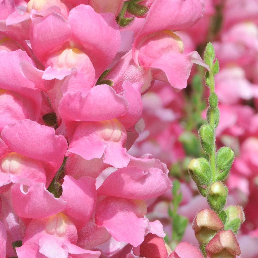 Snapdragon Rocket Pink