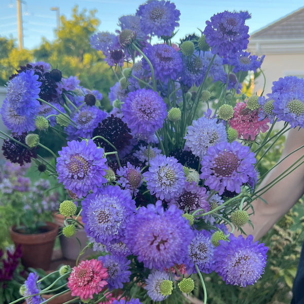 Scabiosa Oxford 'blue'