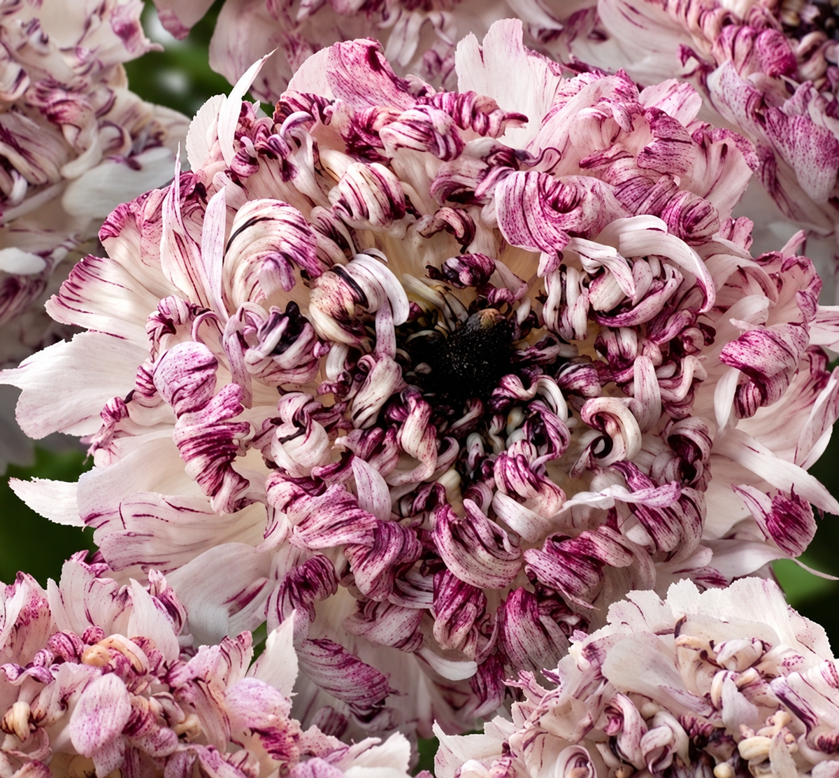 Ranunculus Brushmark Seti