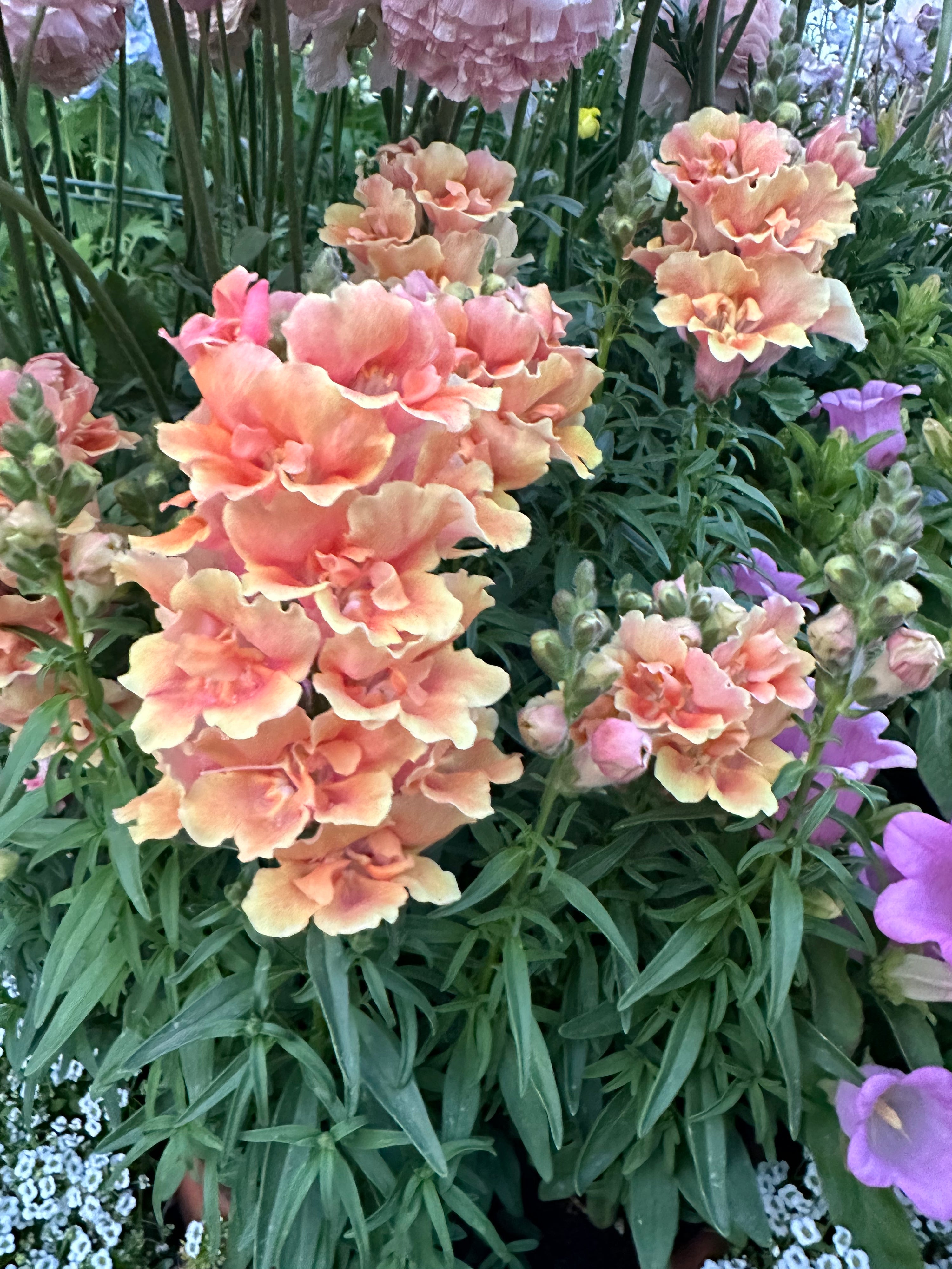 Dwarf Snapdragon Twinny 'Peach' plugs
