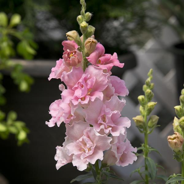 Snapdragon Twinny Rose seeds