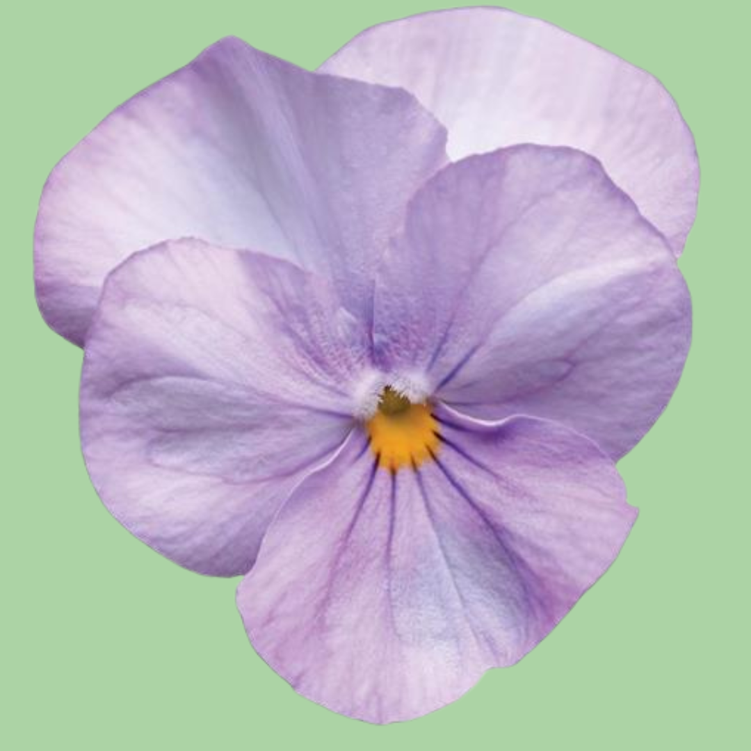 Viola Sorbet Marina 'Lavender Pink' Seeds