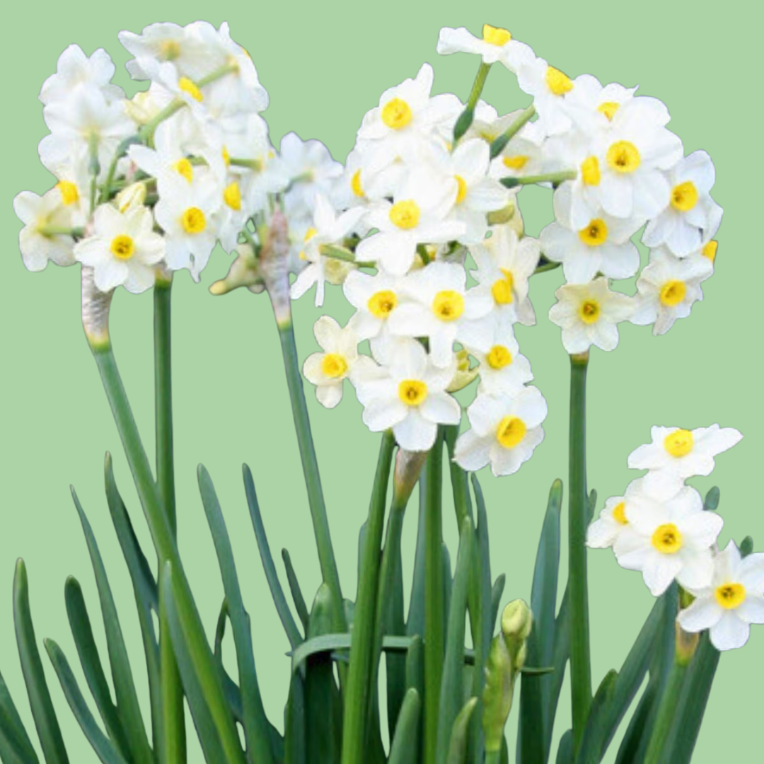 Papperwhite Wintersun